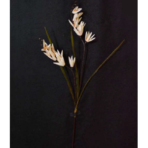 GALHO FRESIA BW54 C/CAPIM 100CM